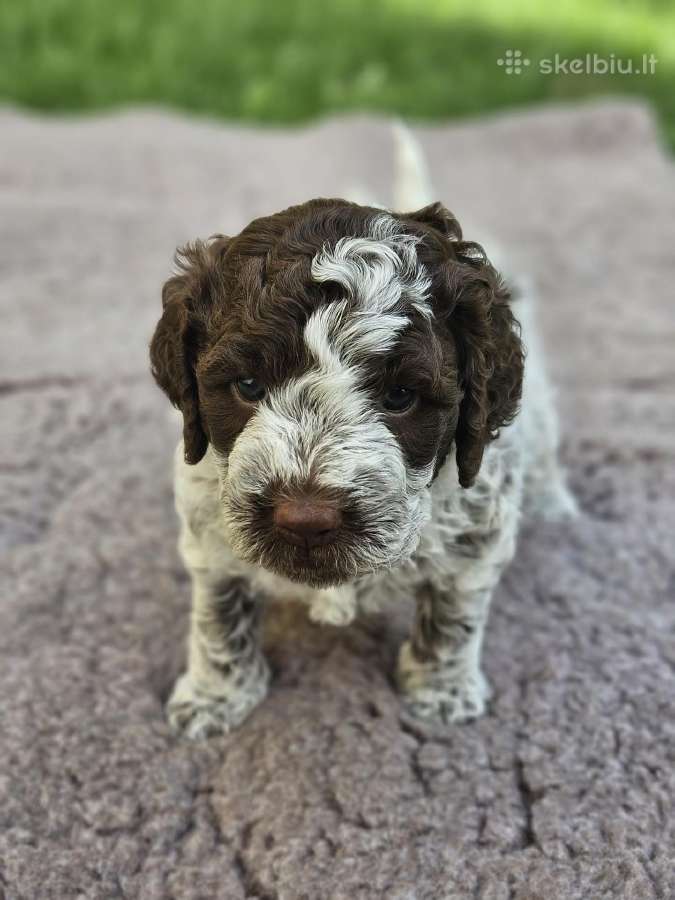Lagotto Romagnolo - šuniukai su Fci kilmės dok - nuotraukos Nr. 2