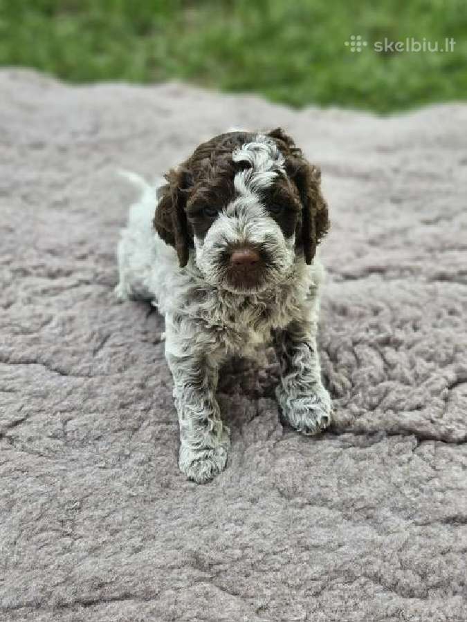 Lagotto Romagnolo - šuniukai su Fci kilmės dok - nuotraukos Nr. 6