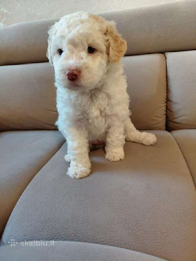 Lagotto Romagnolo - šuniukai su Fci kilmės dok - nuotraukos Nr. 4