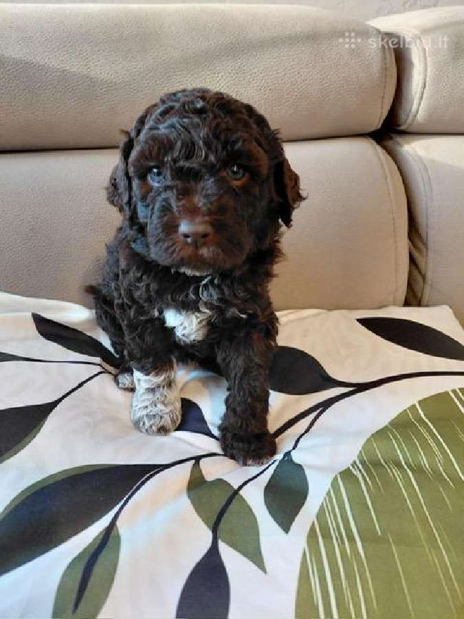 Lagotto Romagnolo - šuniukai su Fci kilmės dok - nuotraukos Nr. 7