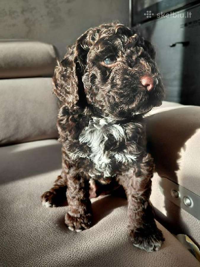 Lagotto Romagnolo - šuniukai su Fci kilmės dok - nuotraukos Nr. 3