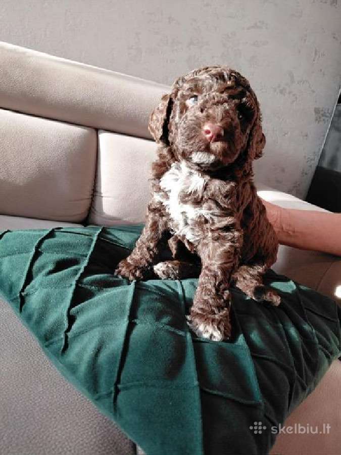 Lagotto Romagnolo - šuniukai su Fci kilmės dok - nuotraukos Nr. 8