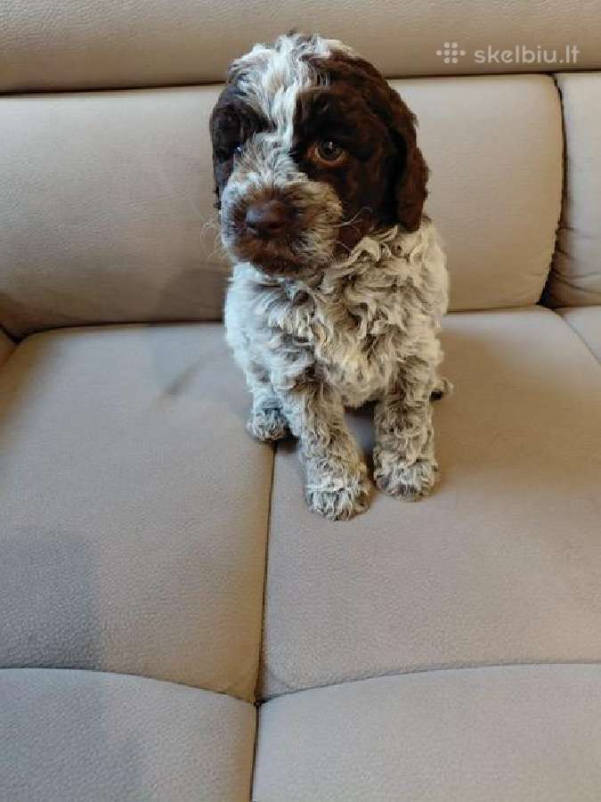 Lagotto Romagnolo - šuniukai su Fci kilmės dok - nuotraukos Nr. 5