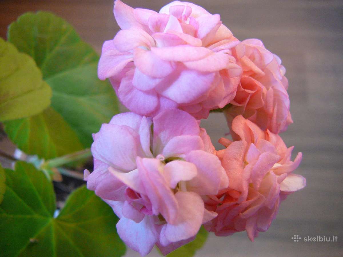 Pelargonijos - didelis pasirinkimas - nuotraukos Nr. 25