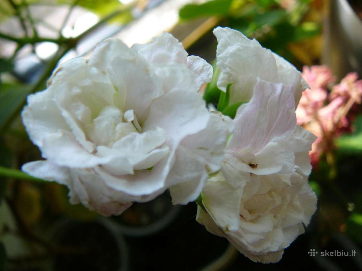 Pelargonijos - didelis pasirinkimas - nuotraukos Nr. 26