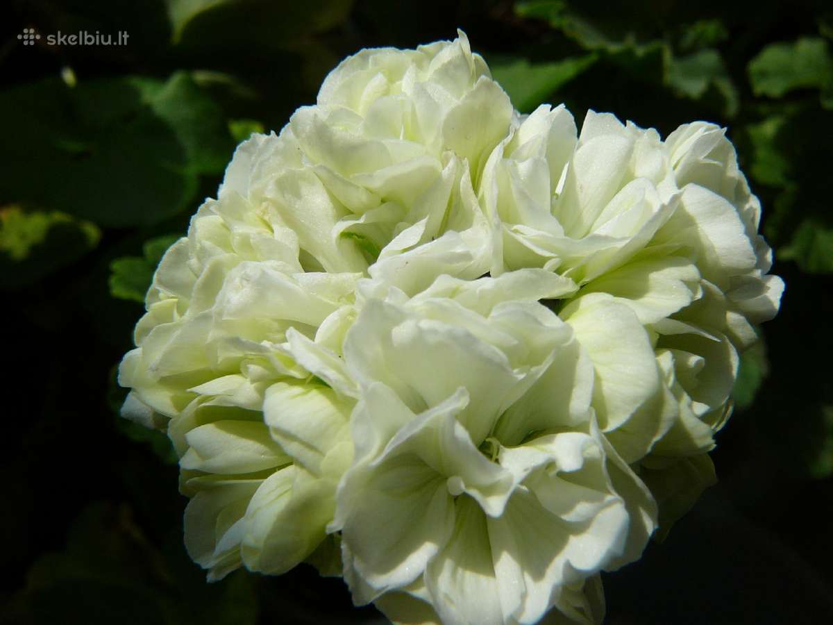 Pelargonijos - didelis pasirinkimas - nuotraukos Nr. 28