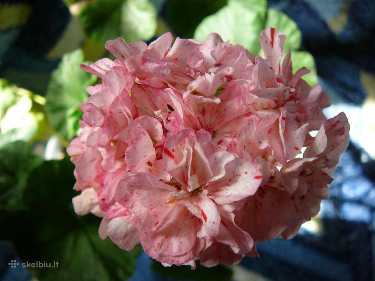 Pelargonijos - didelis pasirinkimas - nuotraukos Nr. 27