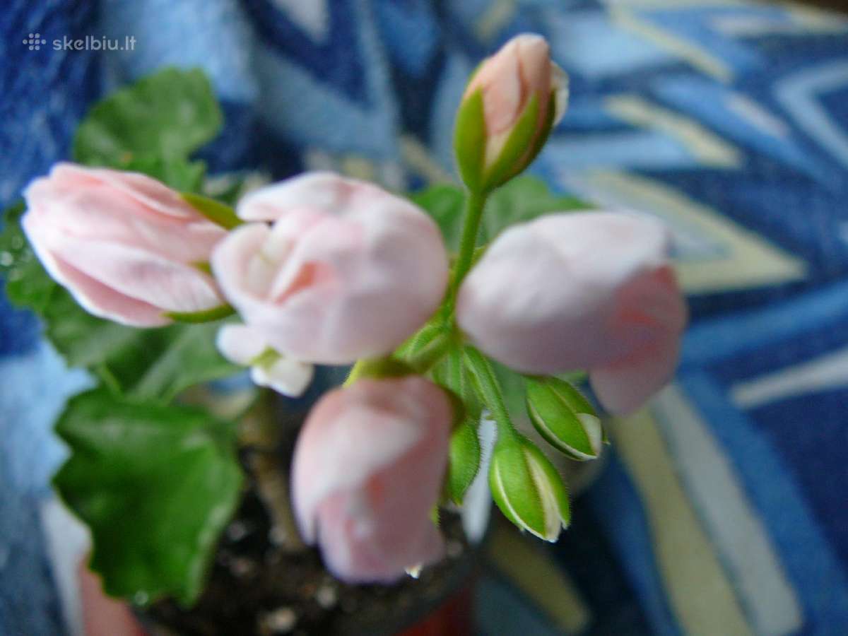 Pelargonijos - didelis pasirinkimas - nuotraukos Nr. 29