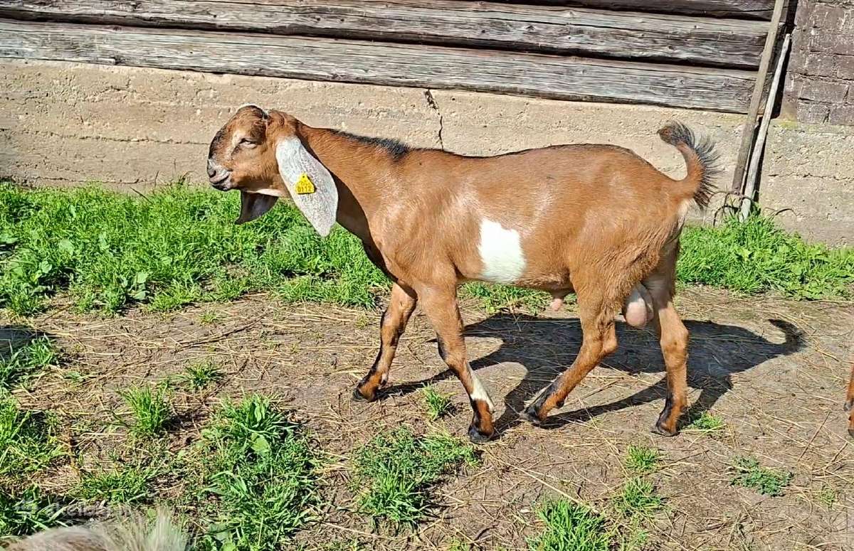 Grynaveisliai Anglo Nubians ožiukai - nuotraukos Nr. 5