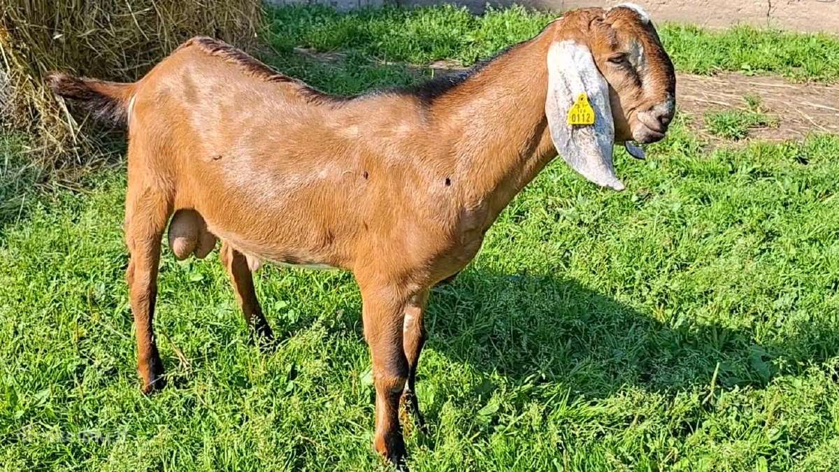 Grynaveisliai Anglo Nubians ožiukai - nuotraukos Nr. 4