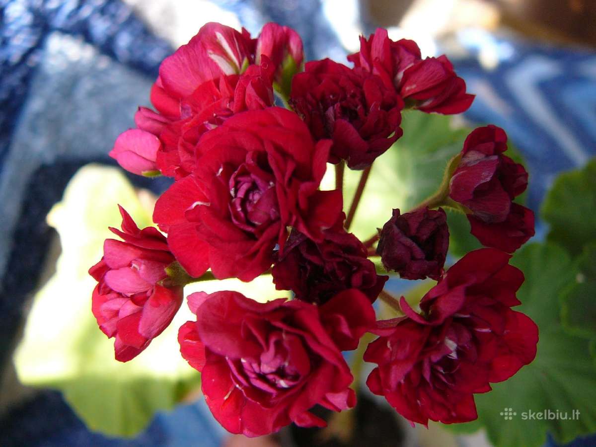 Pelargonijos - didelis pasirinkimas - nuotraukos Nr. 30