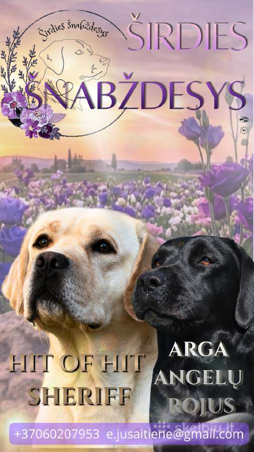 Kilmingi Labradoro retriverių šuniukai - nuotraukos Nr. 5