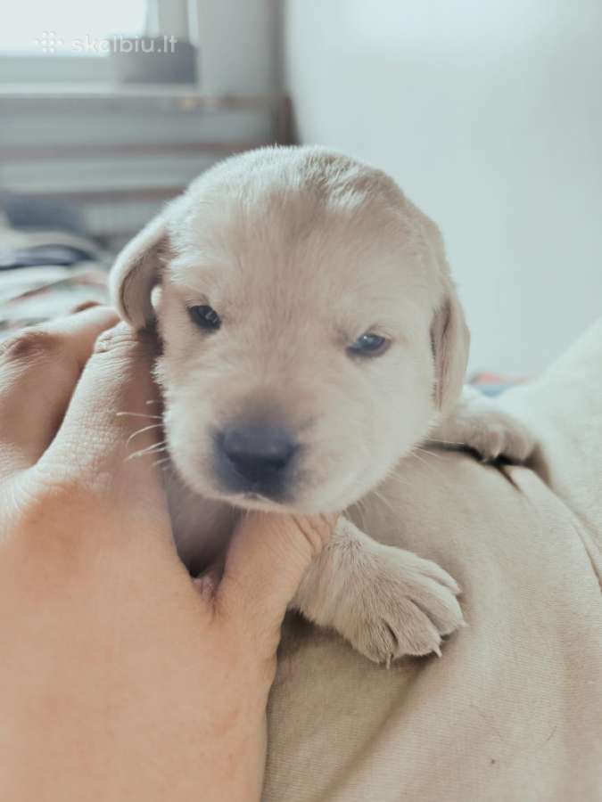 Kilmingi Labradoro retriverių šuniukai - nuotraukos Nr. 9