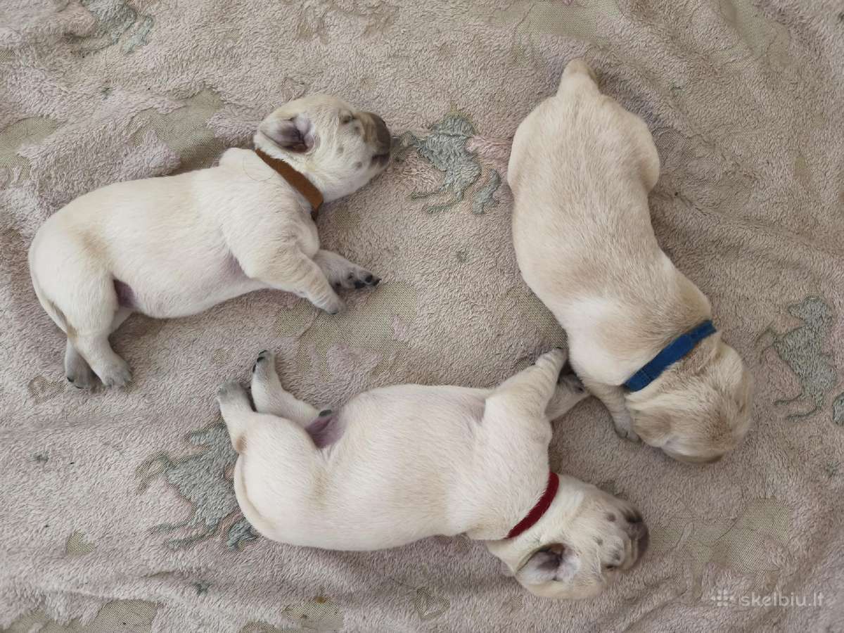 Kilmingi Labradoro retriverių šuniukai - nuotraukos Nr. 10