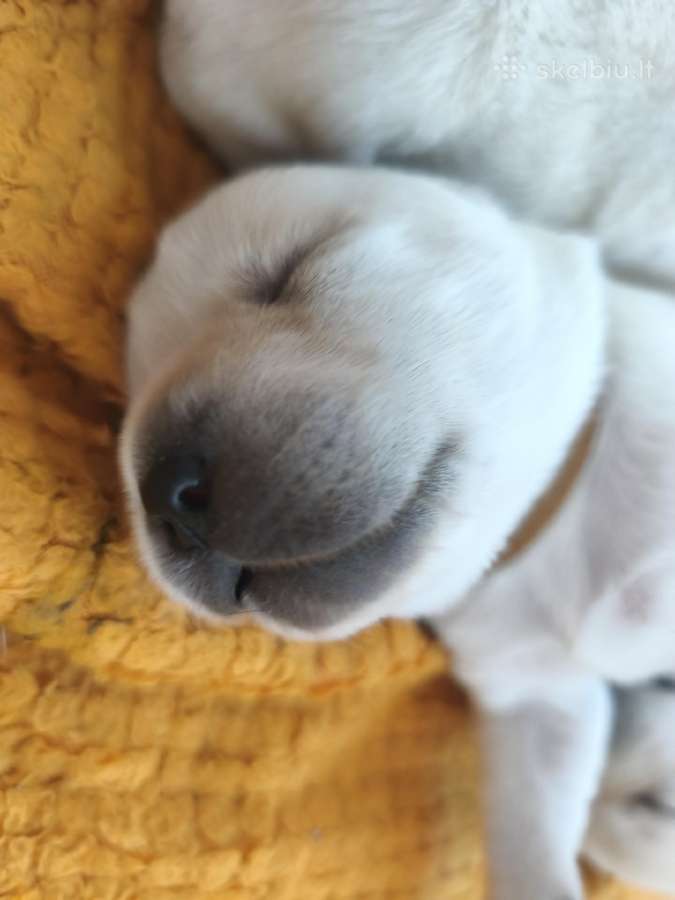 Kilmingi Labradoro retriverių šuniukai - nuotraukos Nr. 11