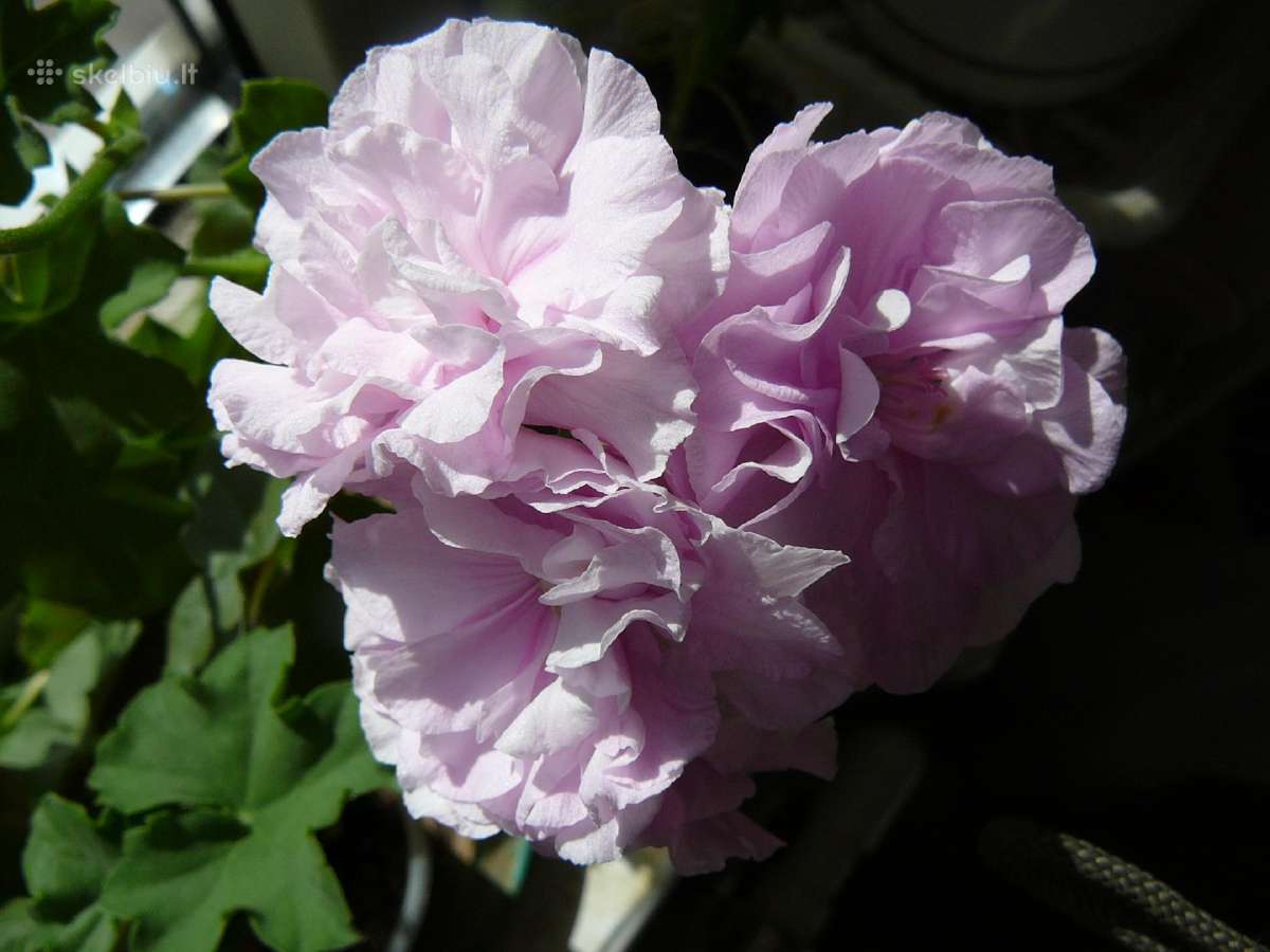 Pelargonijos - didelis pasirinkimas - nuotraukos Nr. 31