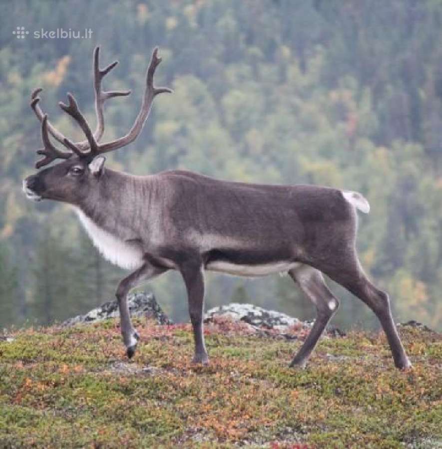 Šiaurinio elnio ragai su dekoratyviu pakabinimu - nuotraukos Nr. 7