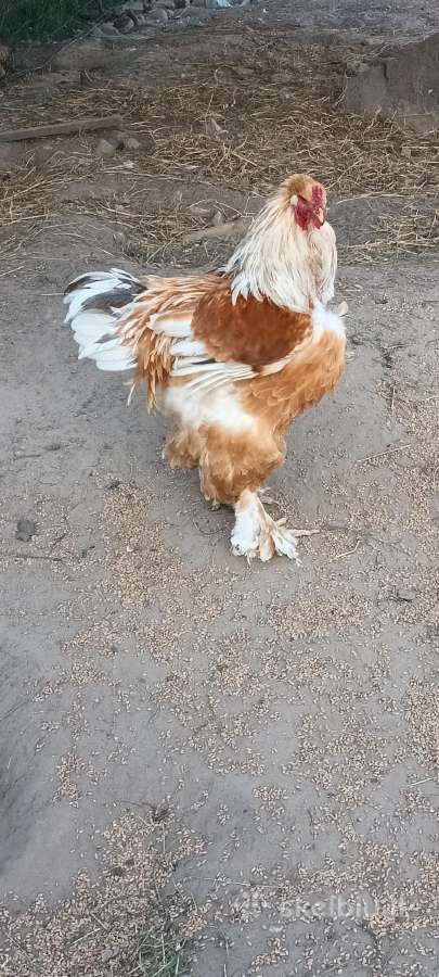 Parduodu paukščius viščiukai antys - nuotraukos Nr. 7