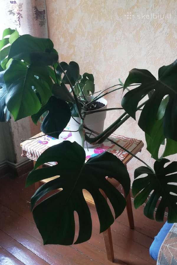 Monstera - nuotraukos Nr. 2