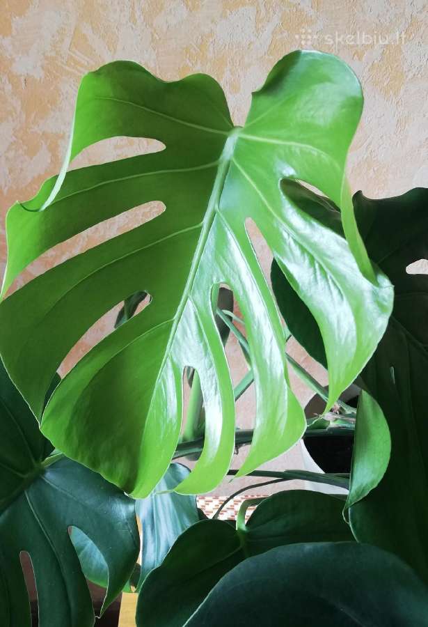 Monstera - nuotraukos Nr. 3