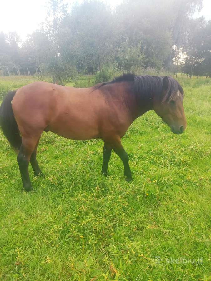 Noriu parduoti, siulikit kaina ? - nuotraukos Nr. 2