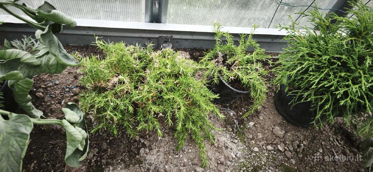 Parduodu pigiai augalus - nuotraukos Nr. 8