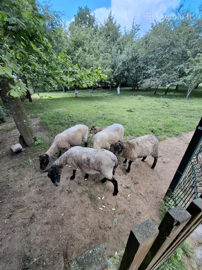 Parduodamos avys - nuotraukos Nr. 2