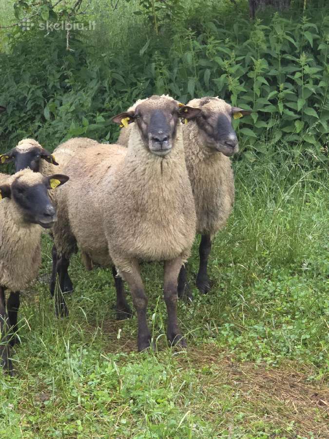 Grynaveisliai Lietuvos juodgalviai avinukai - nuotraukos Nr. 4