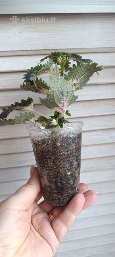 Margeniai (Coleus) - nuotraukos Nr. 3