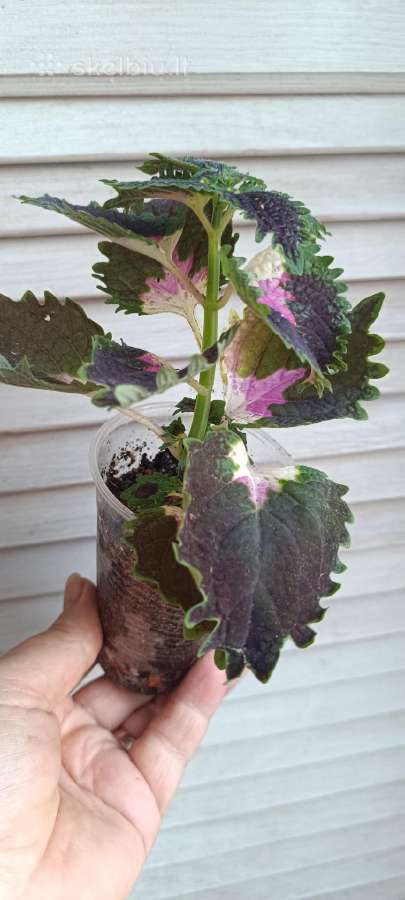 Margeniai (Coleus) - nuotraukos Nr. 2