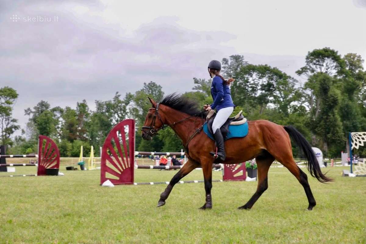 Baltijos šiltakraujis žirgas - nuotraukos Nr. 27