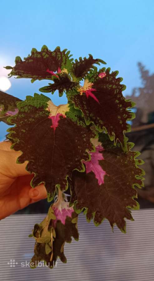 Margeniai (Coleus) - nuotraukos Nr. 5