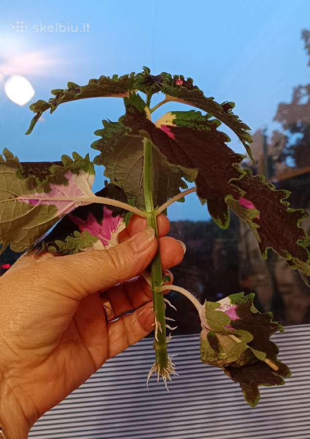 Margeniai (Coleus) - nuotraukos Nr. 7