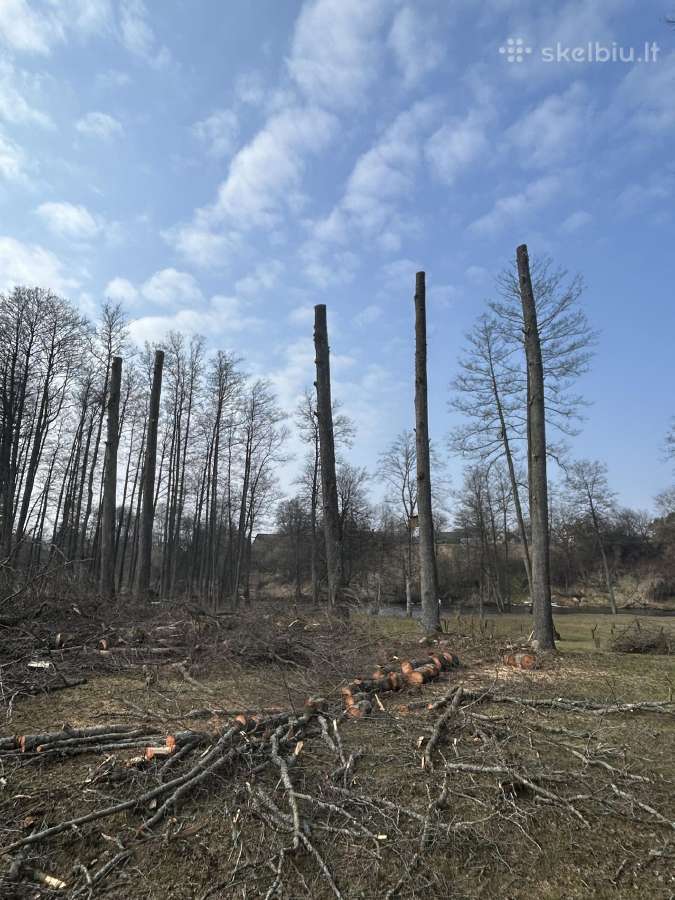 Avarinių medžių pjovimas, gyvatvorių formavimas - nuotraukos Nr. 17