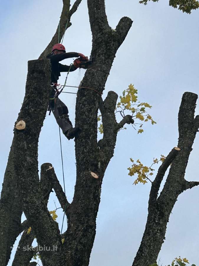 Avarinių medžių pjovimas, gyvatvorių formavimas - nuotraukos Nr. 18
