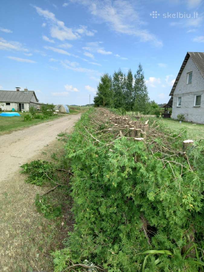 Avarinių medžių pjovimas, gyvatvorių formavimas - nuotraukos Nr. 24