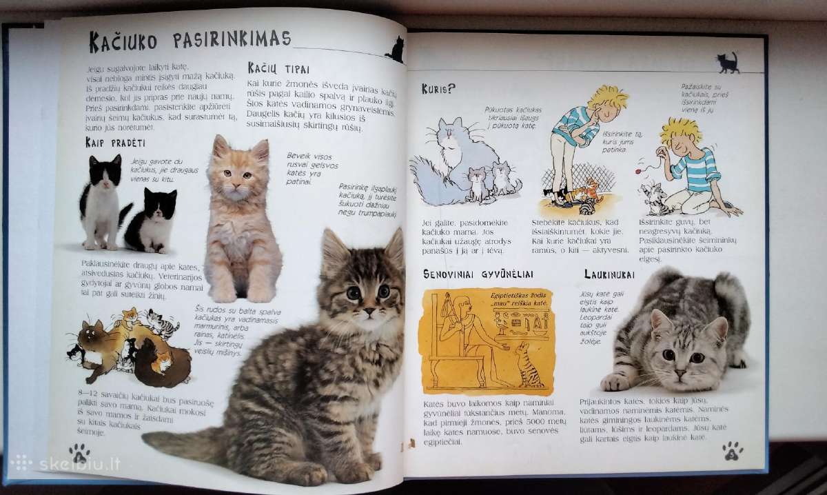Katės ir kačiukai - nuotraukos Nr. 3