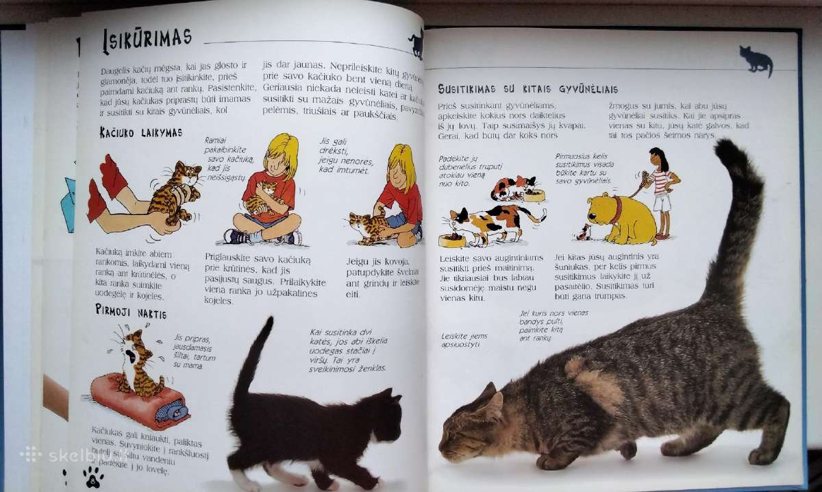 Katės ir kačiukai - nuotraukos Nr. 6