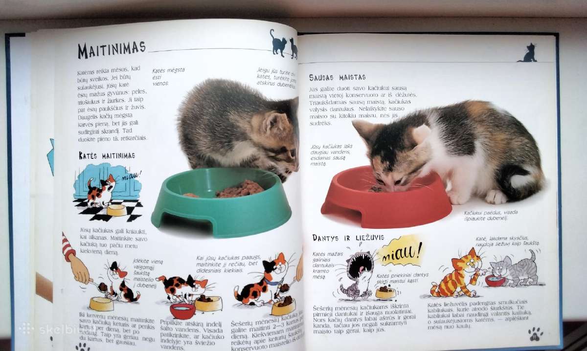 Katės ir kačiukai - nuotraukos Nr. 7