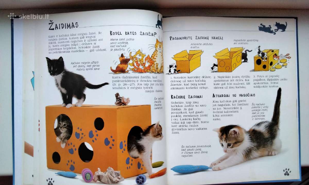 Katės ir kačiukai - nuotraukos Nr. 8