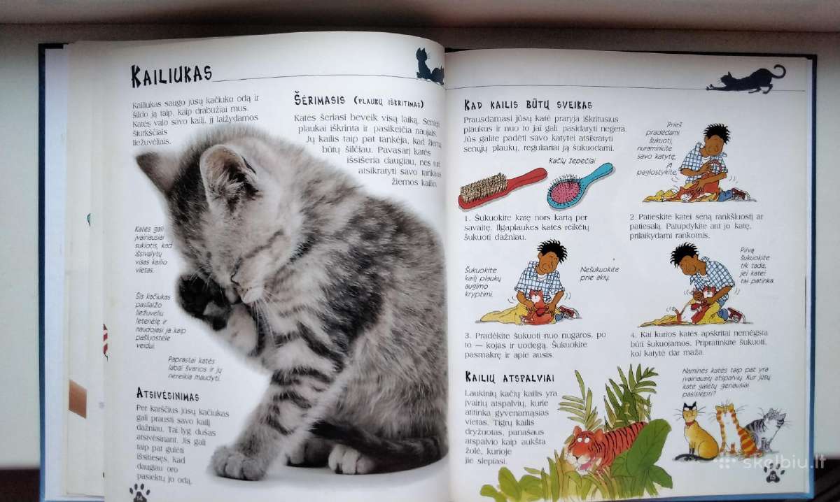 Katės ir kačiukai - nuotraukos Nr. 9