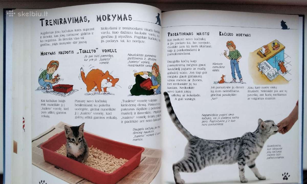 Katės ir kačiukai - nuotraukos Nr. 10