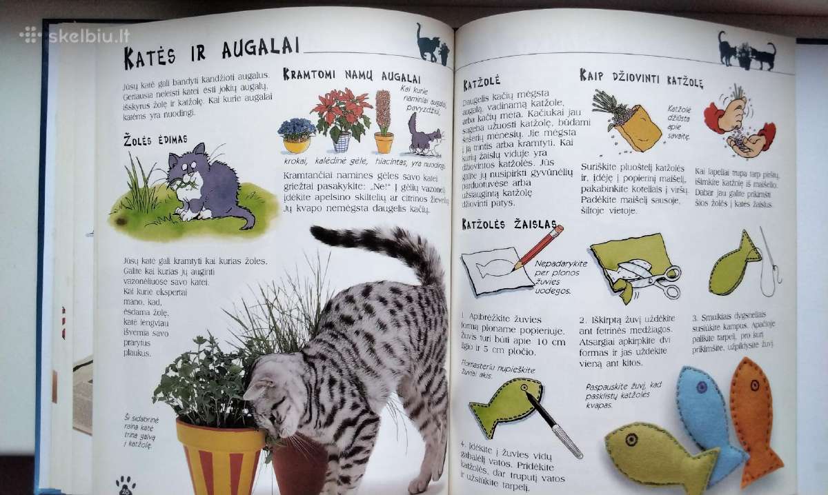 Katės ir kačiukai - nuotraukos Nr. 11