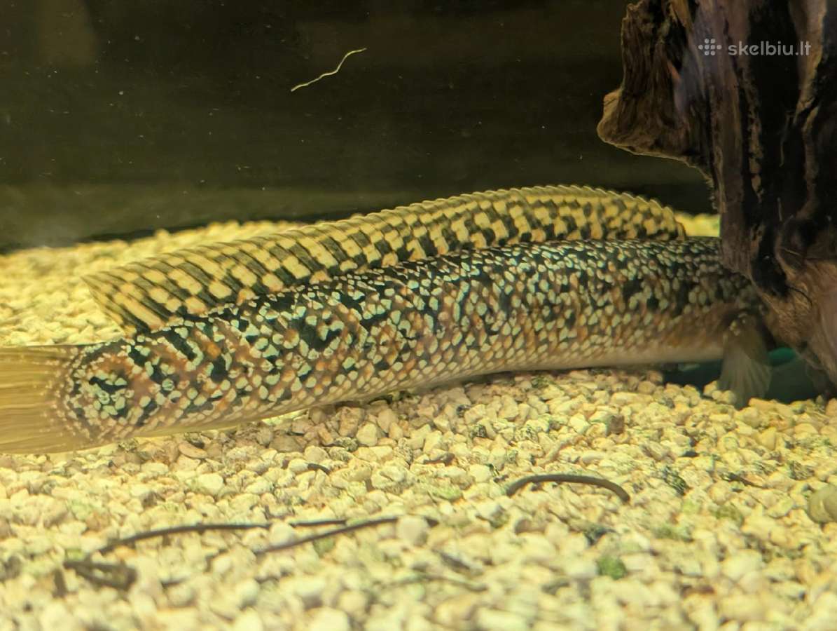 Parduodama žuvis Channa asiatica blue tenmoku - nuotraukos Nr. 3