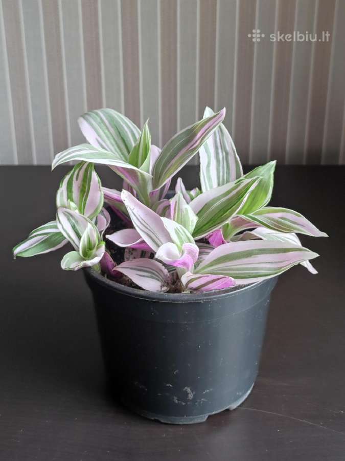 Tradeskantė "Nanouk" - nuotraukos Nr. 4