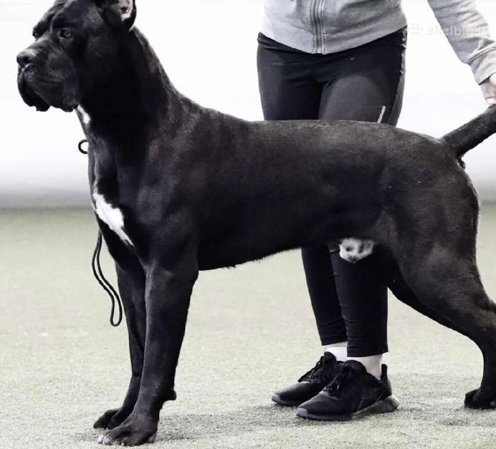 Cane Corso šuniukai su kilmės dokumentais - nuotraukos Nr. 6