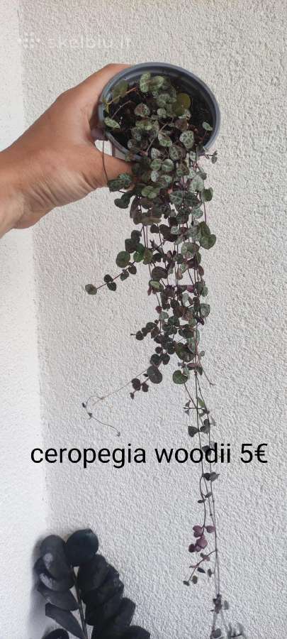Kambariniai augalai - nuotraukos Nr. 8