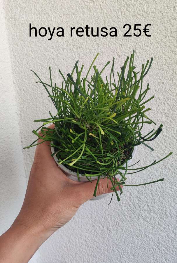 Kambariniai augalai - nuotraukos Nr. 14
