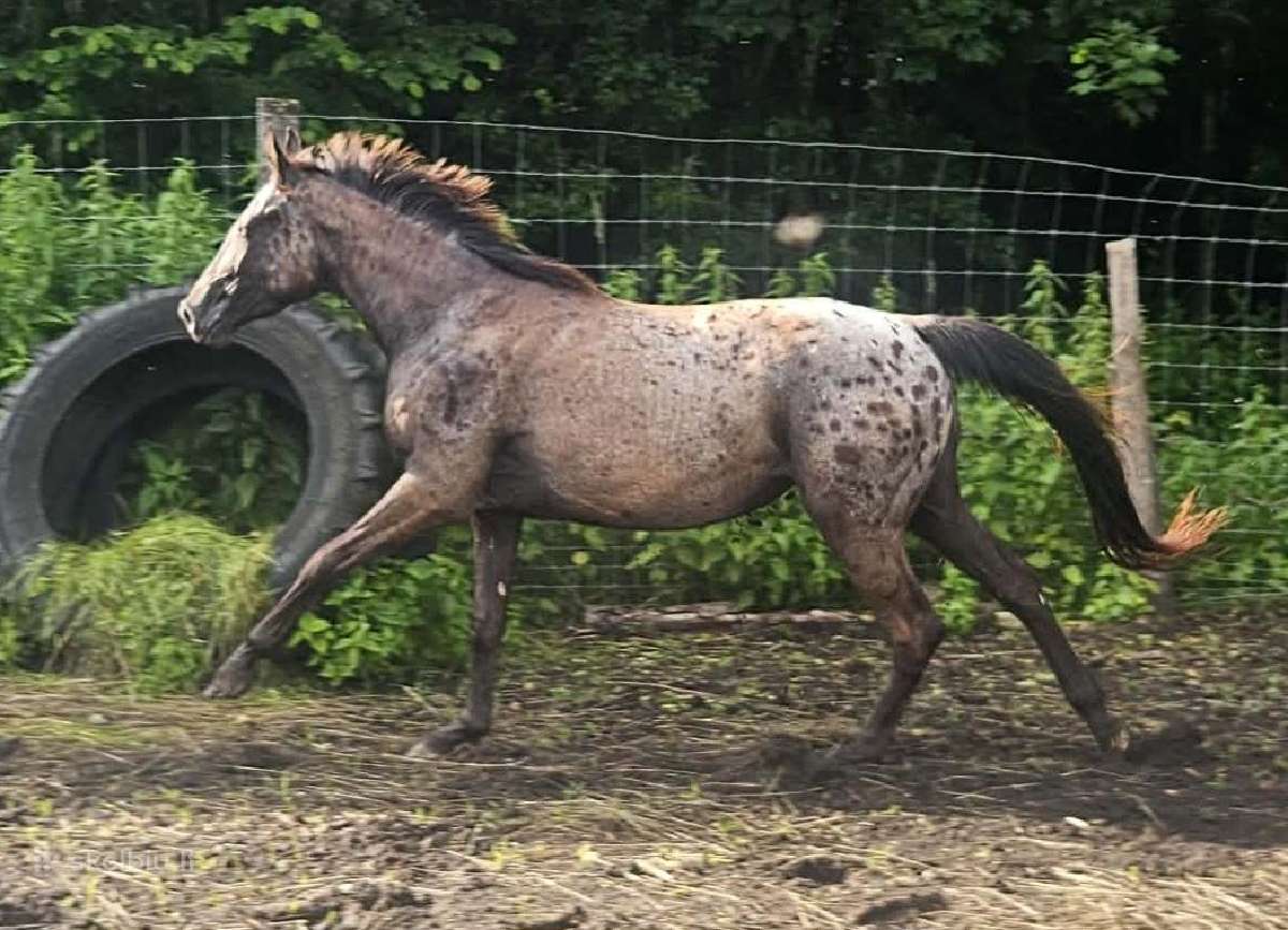 Apaloosa kumelė 3 m. - nuotraukos Nr. 5