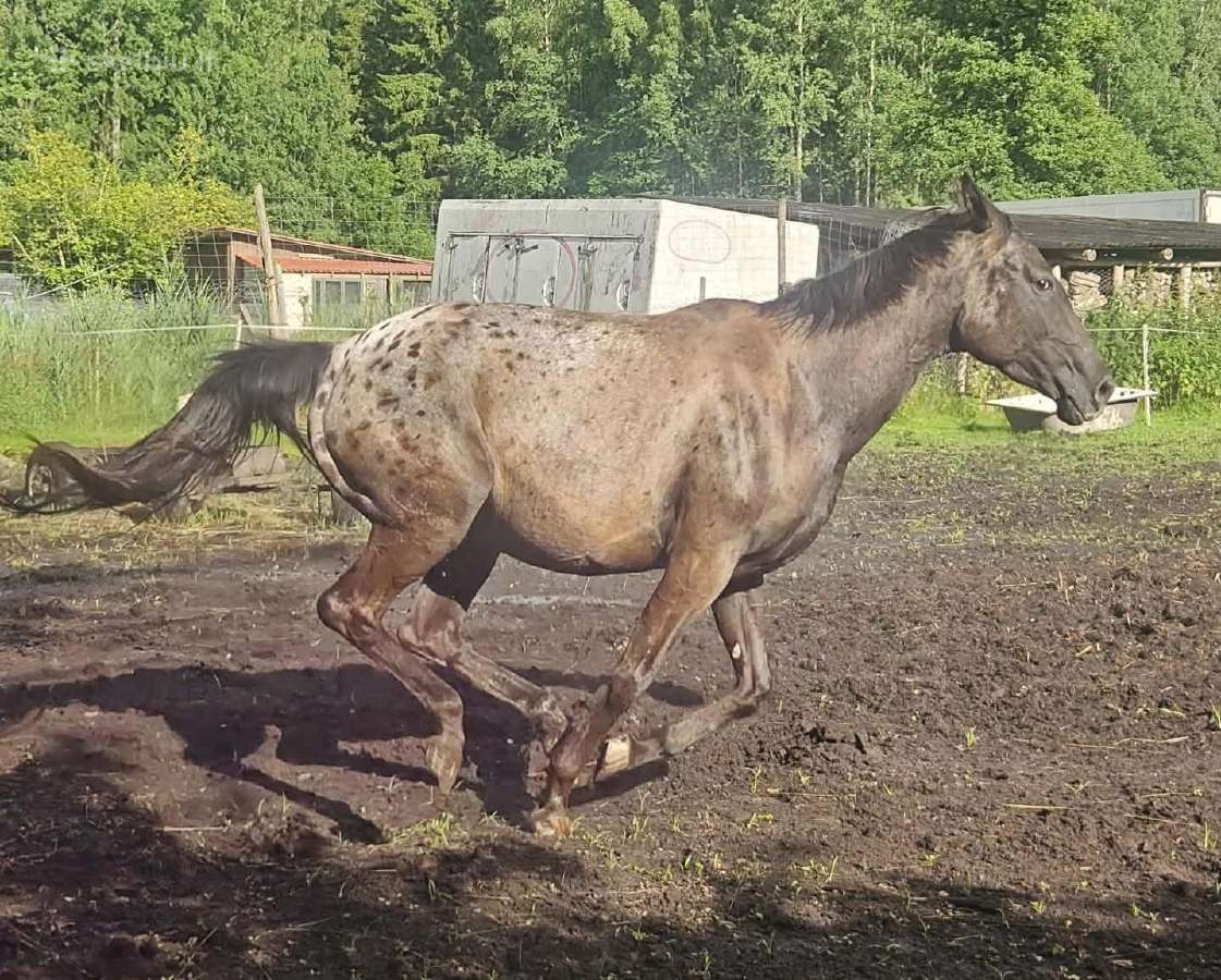 Apaloosa kumelė 3 m. - nuotraukos Nr. 6